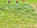 20250625_124151-Klein