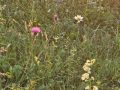 20260626_052804-Klein